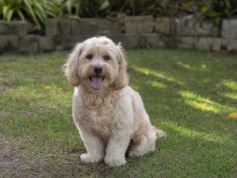 Poodle mix