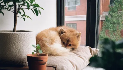 Small dogs