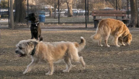 Dogs for apartments