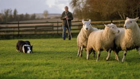 Herding