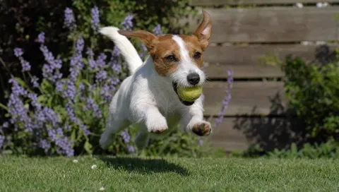 Terriers