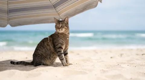 A tabby cat wearing a soft H-style harness sitting calmly on a garden path