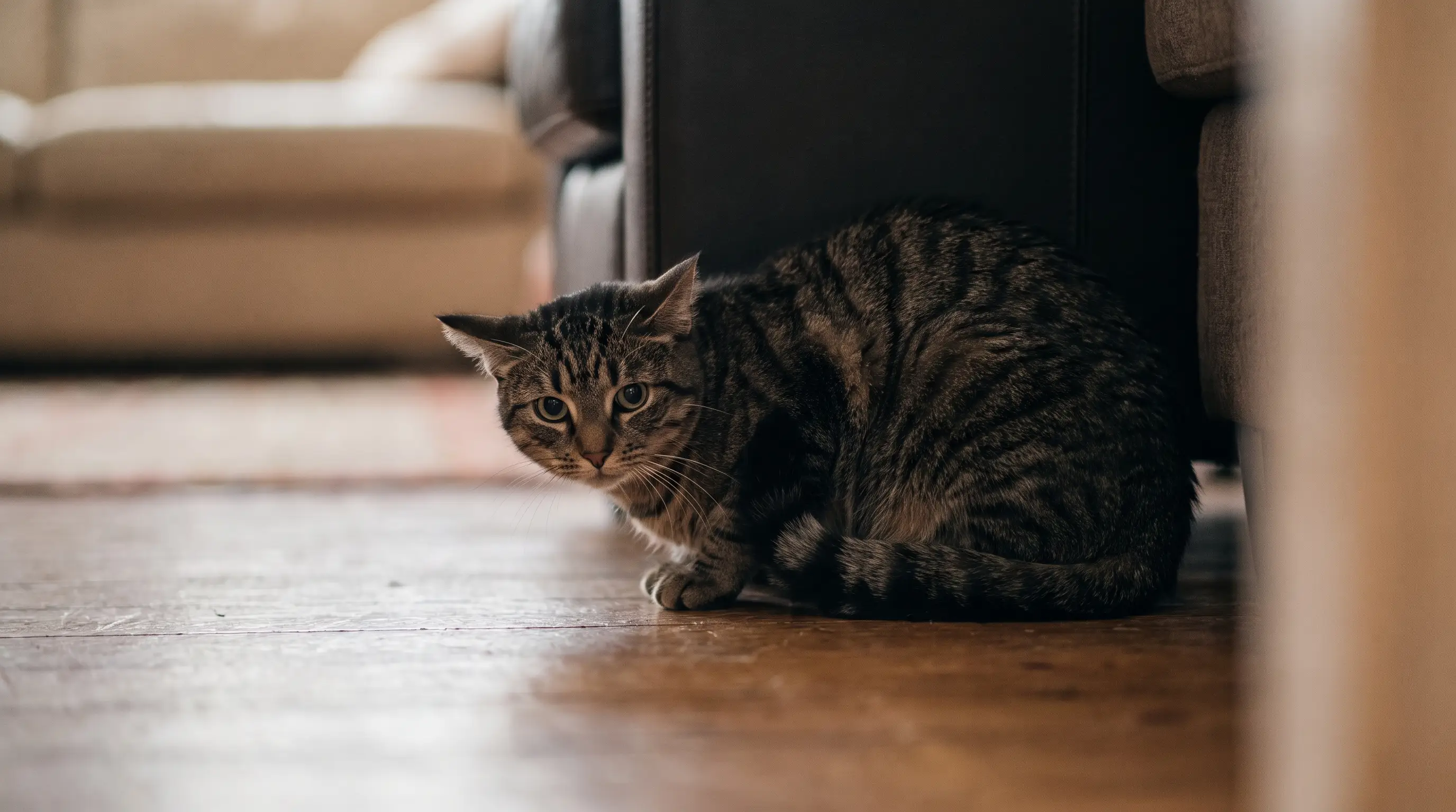 A cat crouched low with its weight tucked under it and tail wrapped tight around its body