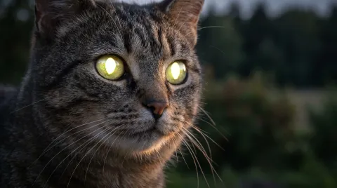 Close-up of a tabby cat at night with both eyes glowing bright green from reflected light