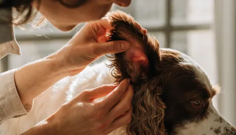 A dog with long floppy ears tilting its head to one side outdoors
