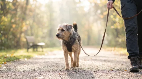A medium-sized dog walking calmly beside its owner on a loose lead with a front-clip harness on a quiet path