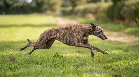 A racing Greyhound at full stretch mid-stride on grass, all four feet off the ground