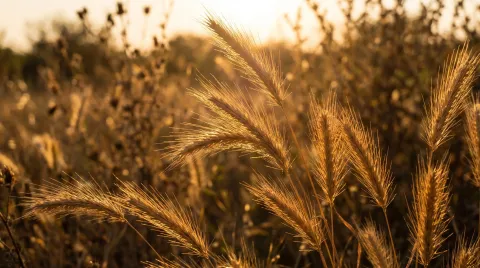 Dried golden foxtail grass seed heads backlit in a summer field, barbed arrow-shaped tips in sharp focus