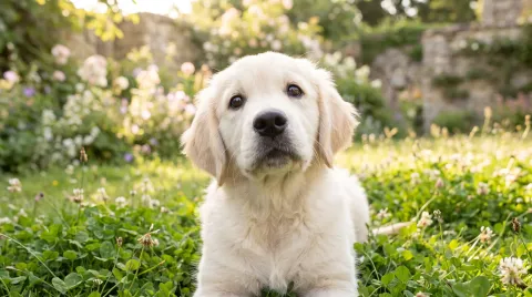 A young puppy sitting on grass looking up, at the start of its first year