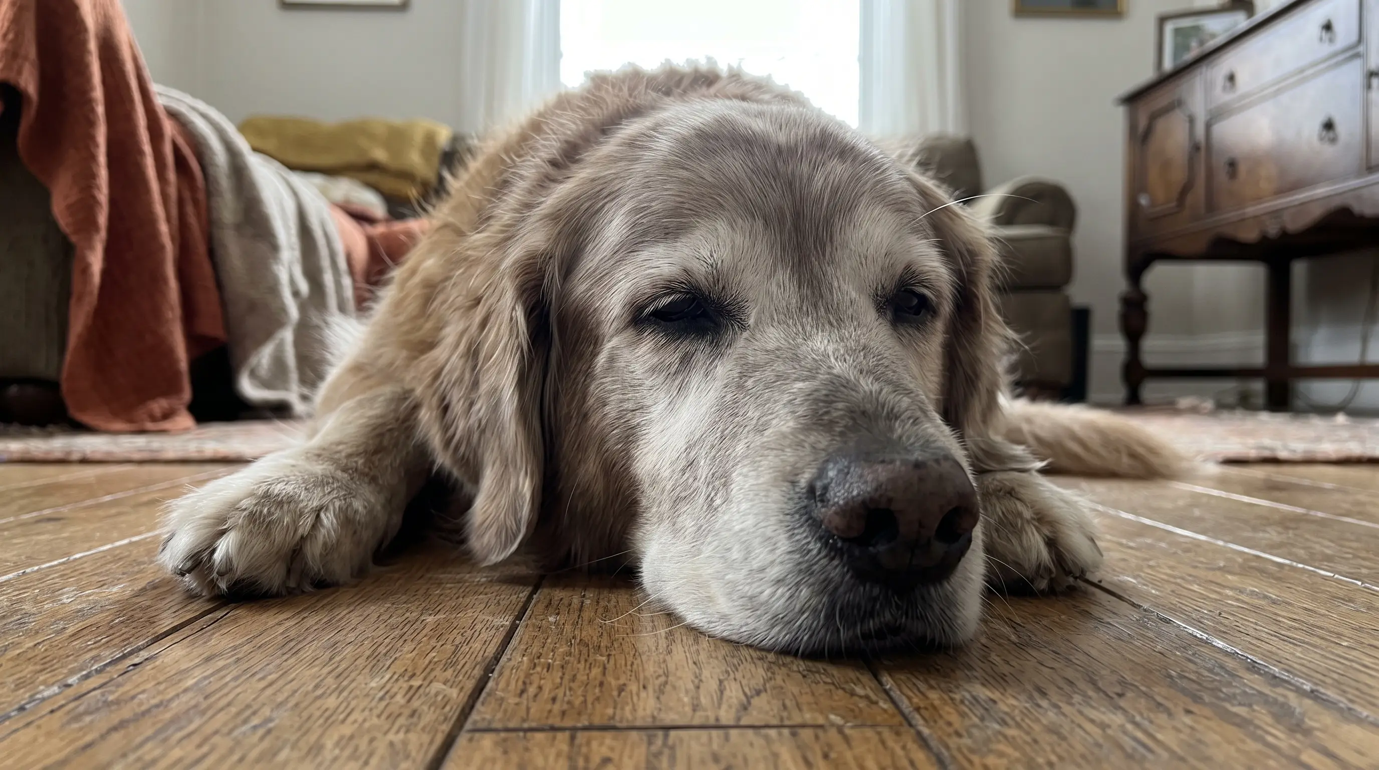 Cane anziano che appoggia il mento sul pavimento, occhi socchiusi, espressione calma