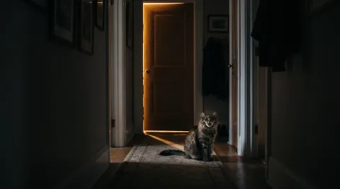 A cat sitting on a hallway rug in a dark house at night, lit by the warm glow of a bedroom door left ajar