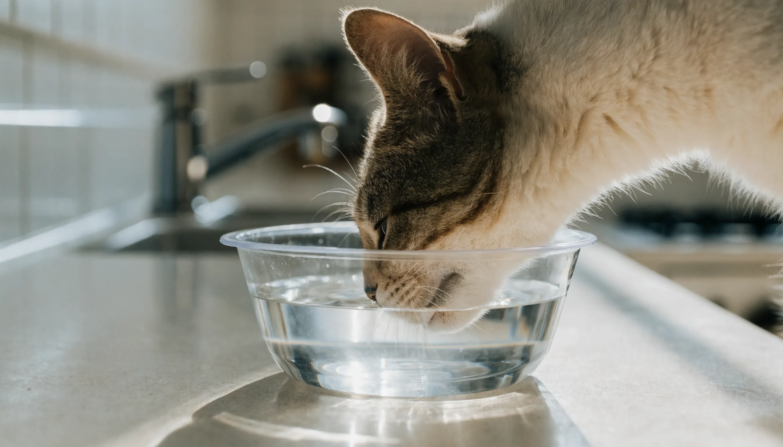 A cat drinking from a running tap at a bathroom sink