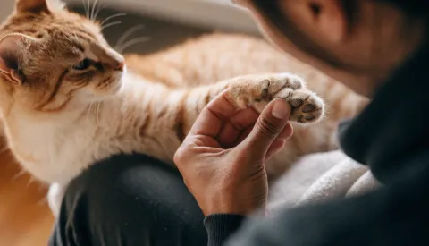 A cat holding up one front paw while sitting on a garden wall