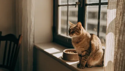 A cat turning away from a full food bowl on a kitchen counter