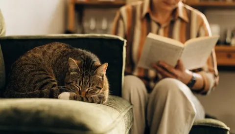 A cat sitting on a wooden floor looking unsettled beside a houseplant