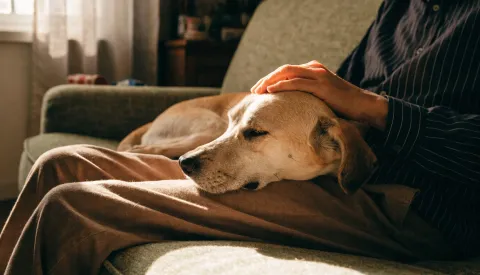 A dog resting on a sofa wearing a harness rather than a collar