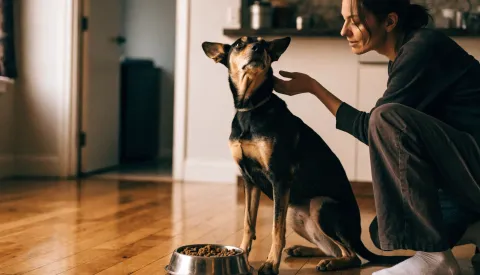 A full bowl of dog food left untouched on a kitchen floor