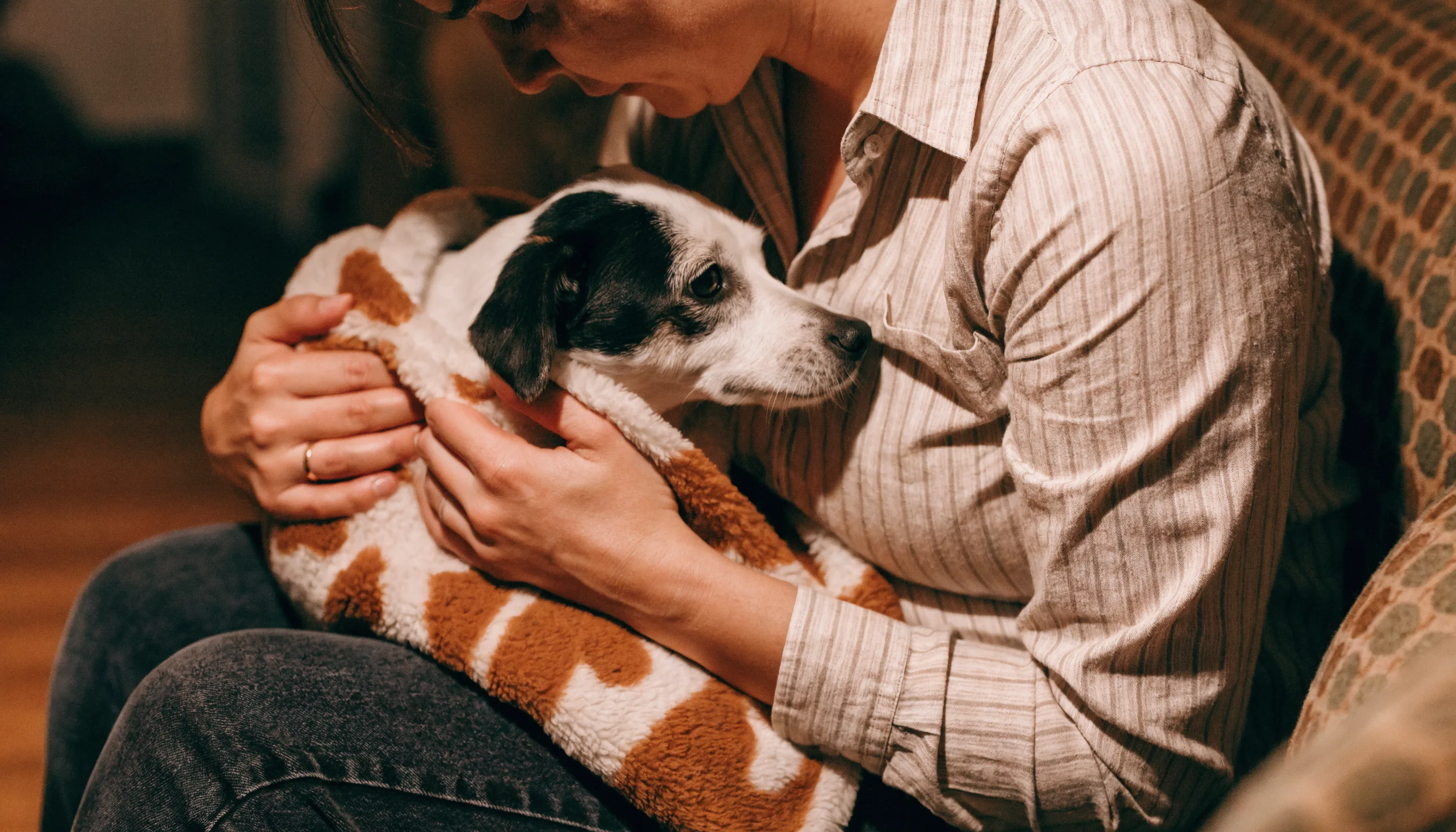A small dog wrapped in a blanket on a sofa, trembling slightly