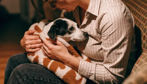 A small dog wrapped in a blanket on a sofa, trembling slightly