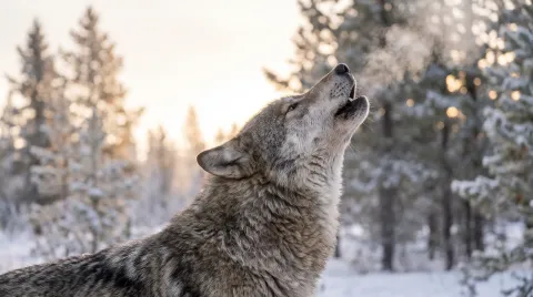 A gray wolf mid-howl, head raised and muzzle pointed skyward, breath visible in cold air