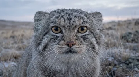 A Pallas's cat, a stocky wild cat with dense grey fur and a flat face, staring intently