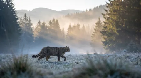 A wildcat crossing a misty forest clearing at dawn, small against a large wooded landscape.
